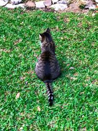 Cat on field