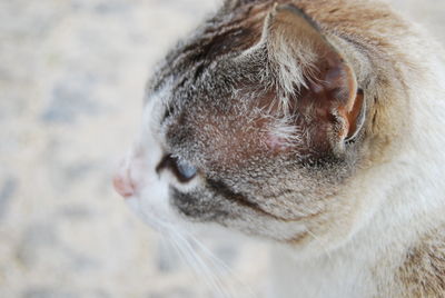 Close-up of dog