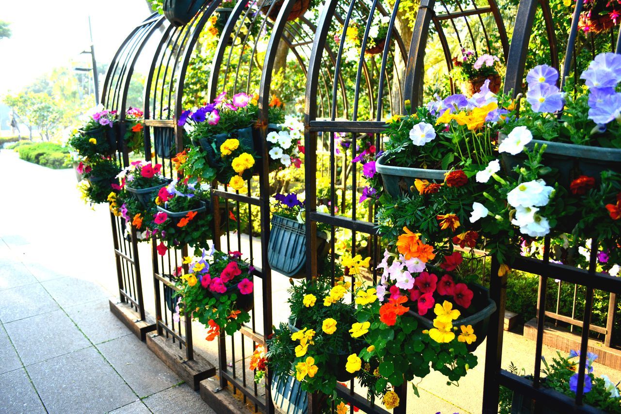 flower, growth, plant, multi colored, freshness, fragility, beauty in nature, nature, potted plant, railing, variation, fence, colorful, blooming, day, green color, flower pot, petal, no people, outdoors