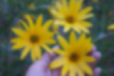 Close-up of yellow flowering plant