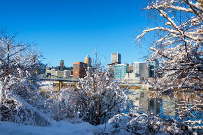 Close-up of snow covered bare tree by willamette river