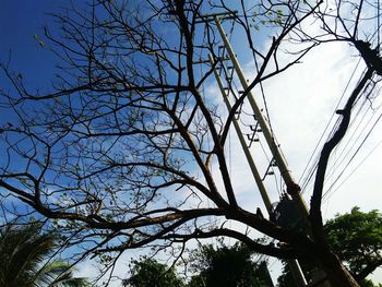 Low angle view of bare tree against sky