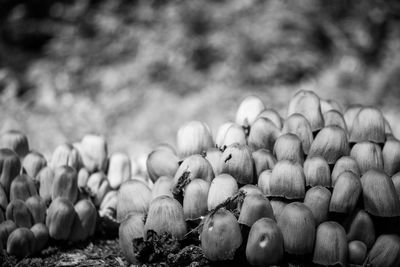 Close-up of vegetables on field