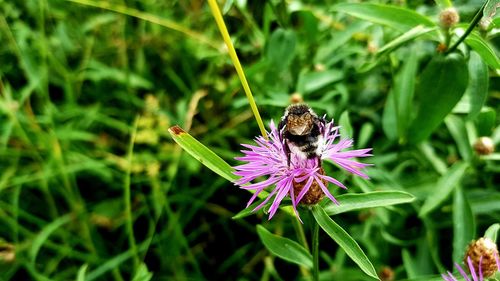 Close-up of honey bee pollinating on purple flower
