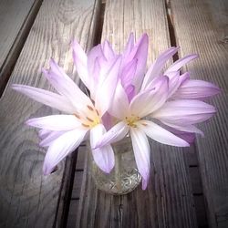 Close-up of purple flowers