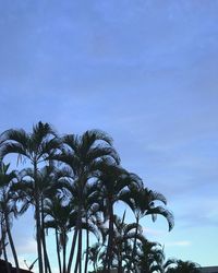 Low angle view of palm trees against blue sky