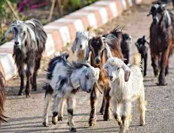 View of dogs