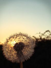 Close-up of dandelion flower