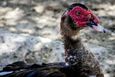 Close-up of bird