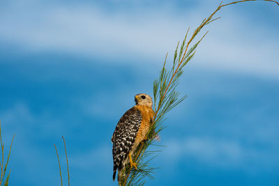 Low angle view of bird perching on plant against sky