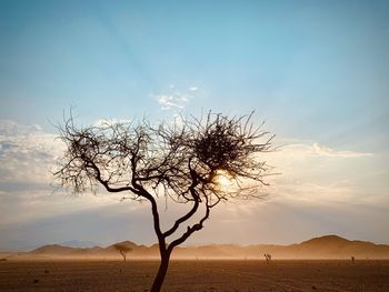 Bare tree on desert against sky