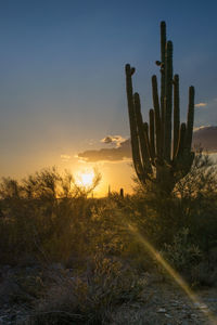 Cactus growing on field against sky during sunset