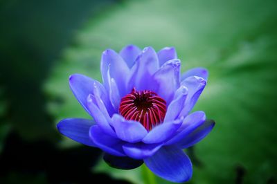 Close-up of purple flower