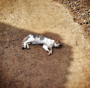 High angle view of cat sleeping