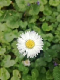 Close-up of white flower blooming outdoors