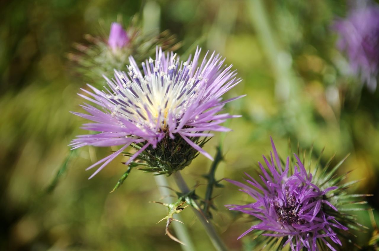 flower, purple, freshness, fragility, growth, close-up, focus on foreground, petal, beauty in nature, flower head, plant, nature, blooming, animal themes, insect, thistle, one animal, selective focus, animals in the wild, stem