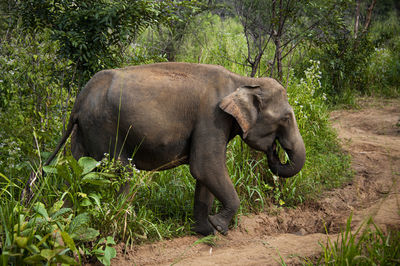 Side view of elephant in forest