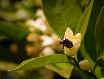 High angle view of insect on yellow flower