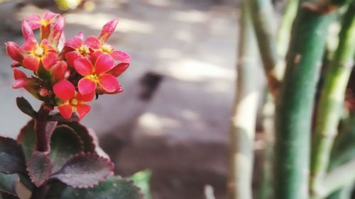 Close-up of pink flower