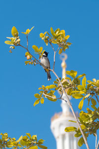 Low angle view of bird on branch against clear blue sky