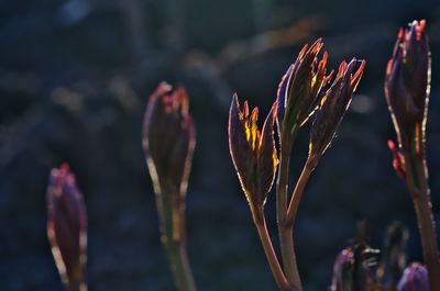 Close-up of flowering plant