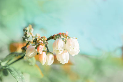 Close-up of insect on white flowering plant