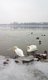 Swans on lake against sky