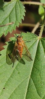 Close-up of insect on leaf