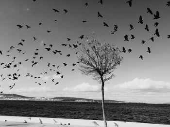 Flock of birds flying against sky