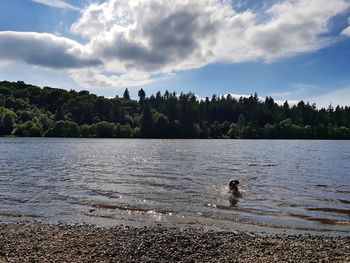 Swan swimming on lake against sky