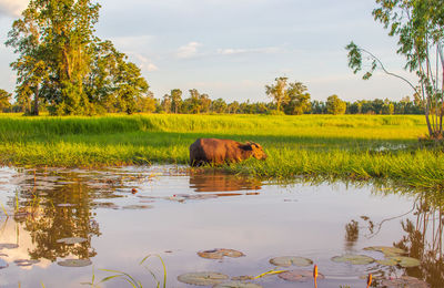 View of horse in lake