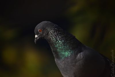 Close-up of pigeon