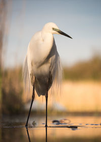 Close-up of bird perching outdoors