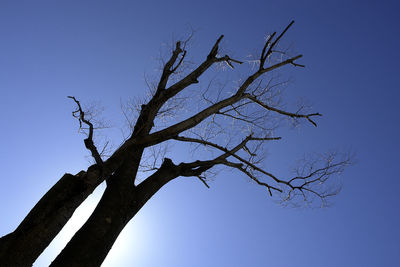 Low angle view of silhouette bare tree against clear blue sky