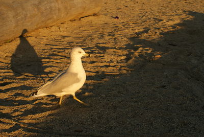 High angle view of seagull on sand