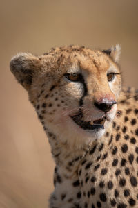 Cheetah looking away while sitting in forest