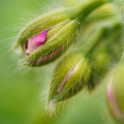 Close-up of pink flower bud