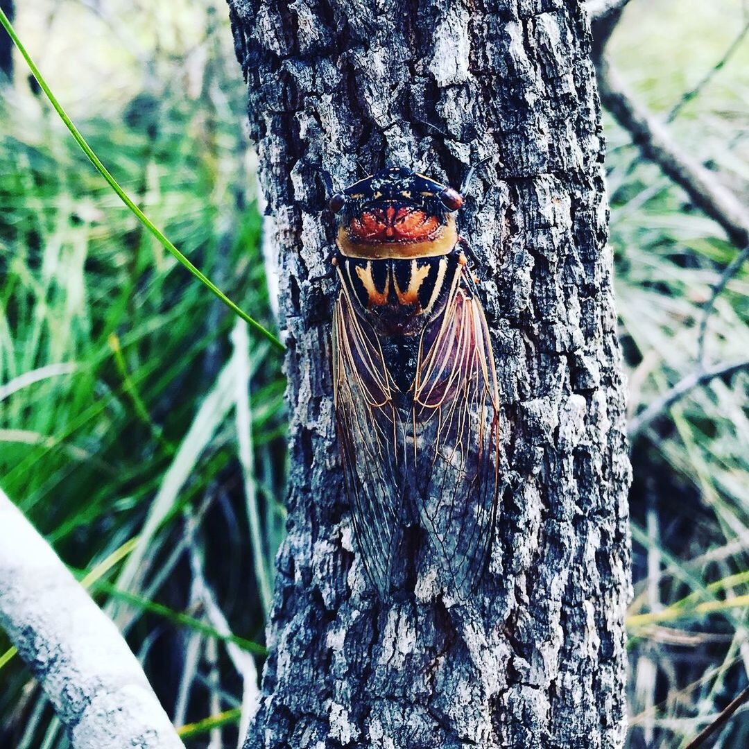 CLOSE-UP OF ANIMAL ON TREE TRUNK IN FOREST