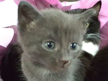 Close-up portrait of cat
