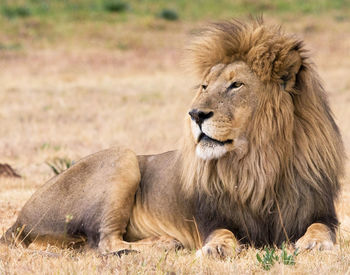 Lion relaxing on a field