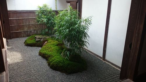 Plants growing on wall