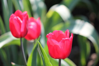 Close-up of pink tulips blooming outdoors