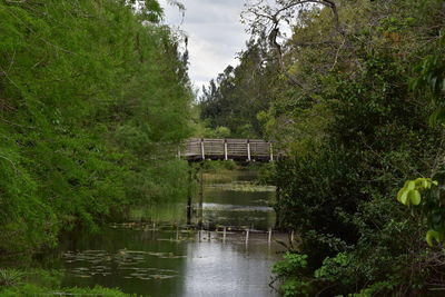 Scenic view of lake in forest against sky