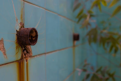 Close-up of rusty metal on plant