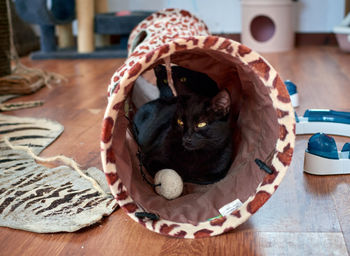 Close-up portrait of a cat in basket