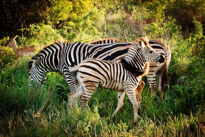 Zebra standing on grass