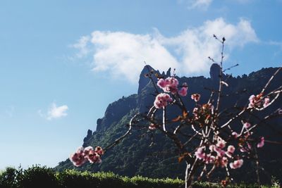 Low angle view of flower tree against sky