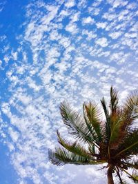 Low angle view of palm tree against sky