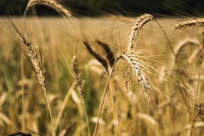 Close-up of wheat growing on field