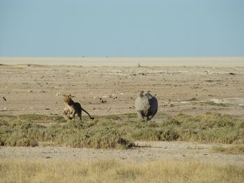 Horses grazing on field